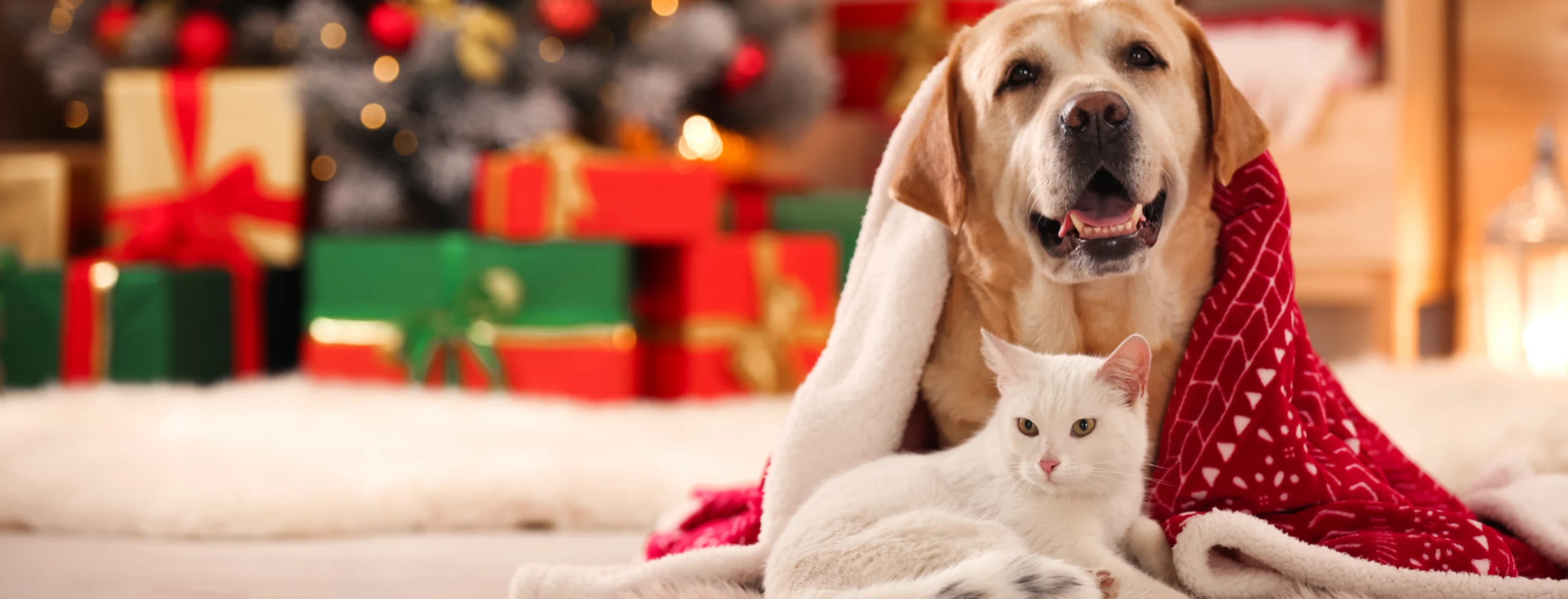 Dog and Cat with a christmas tree in the background